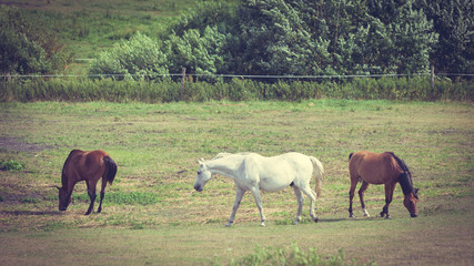 Majestic graceful brown horses in meadow.