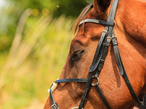 Closeup Of Majestic Graceful Brown Horse