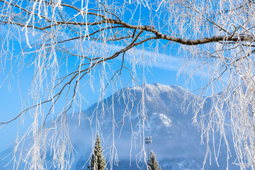 Mountain brich in frost.