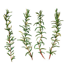 Rosemary. Handmade isolated watercolor floral motive on white background for your design. Herbs vintage. Italian cuisine. Fabric texture. Set for your design.
