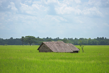 Fototapeta na wymiar Farm house among rice fields in Myanmar