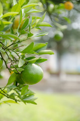 orange trees with fruits on plantation