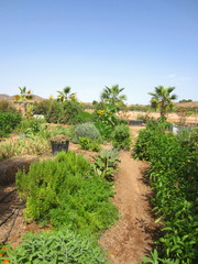 Fototapeta na wymiar mediterranean field with vegetables and aromatic herbs