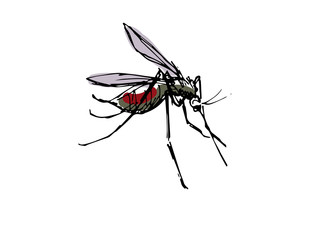 mosquito 