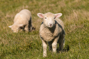 Fototapeta premium two lambs grazing on pasture 