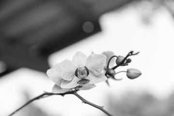orchid, black & white