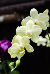 Fototapeta na wymiar green Phalaenopsis orchid