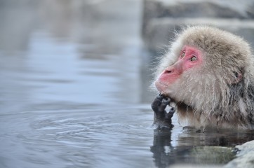 Naklejka premium 温泉に入るニホンザル 