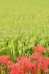 秋の風景　彼岸花と稲