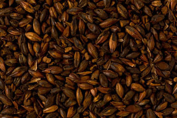 Chocolate Brewers Malt