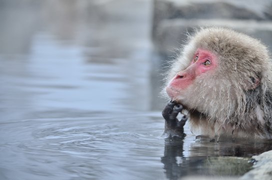 温泉に入るニホンザル
