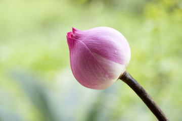 pink lotus