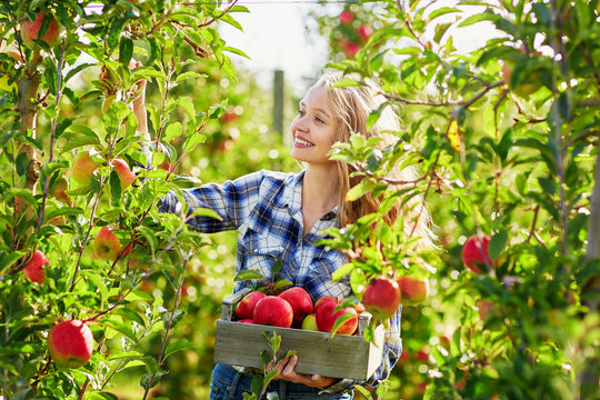 Young woman picking apples in garden