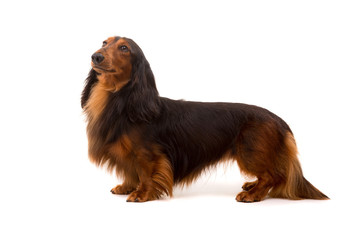 Teckel (dachshund)