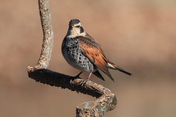 ◆ツグミ Dusky thrush