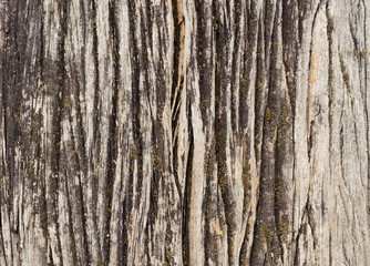texture of bark wood