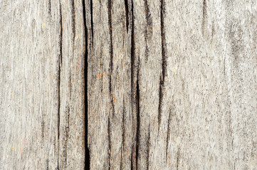 texture of bark wood