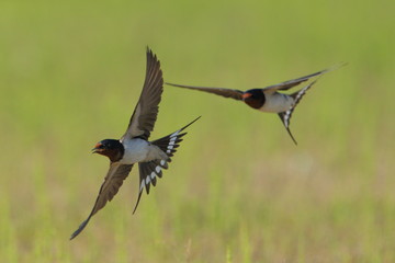 ツバメの飛翔シーン　It is a flight scene of the swallow.