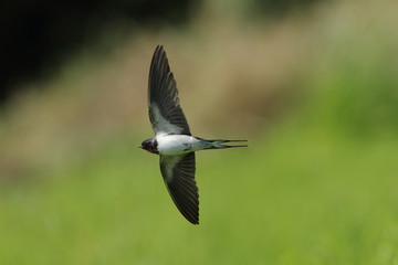 ツバメの飛翔シーン　It is a flight scene of the swallow.
