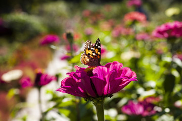 Butterfly on a flower