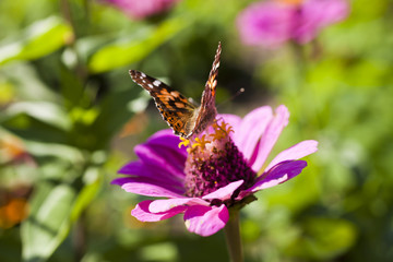 Butterfly on a flower