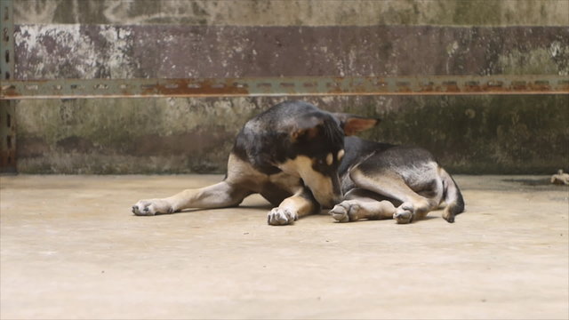 Black and white dog lying on cement floor