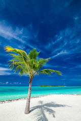 Single coconut palm tree on a tropical beach casting shadow