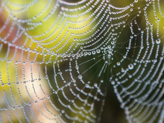 Fototapeta premium spider web close up