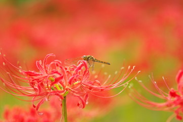 彼岸花とトンボ