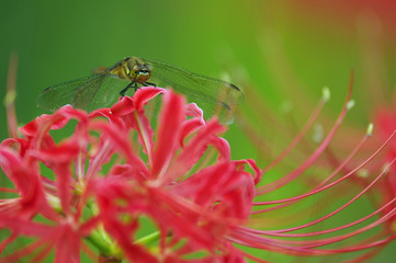 彼岸花とトンボ