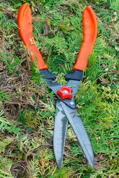 Gardening tool to trim bushes, seasonal trimmed bushes