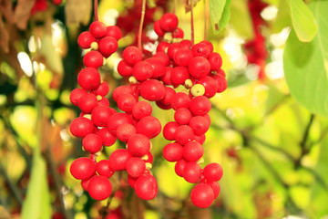 branch of red ripe schisandra