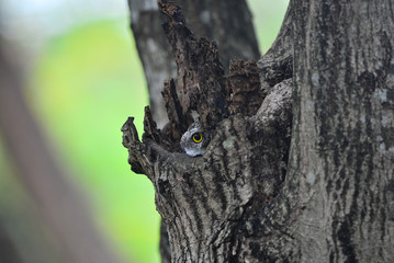 Obraz premium Owl peek in the hole.