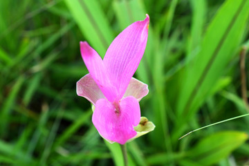 Macro Dok Kra Jiao siam tulip flower