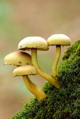 grünblättriger Schwefelkopf