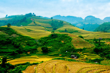 Rice fields on terraced of Mu Cang Chai, YenBai, Vietnam. Rice fields prepare the harvest at Northwest Vietnam.