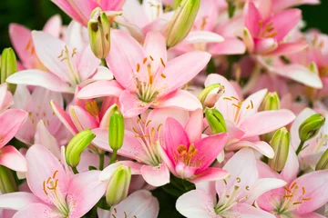 Foto op Plexiglas Waterlelie heel veel mooie roze lelies