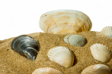 shells on beach isolated on a white background