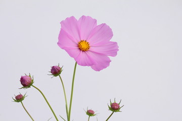コスモス