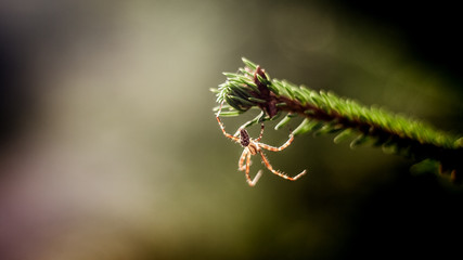 Herbstspinne
