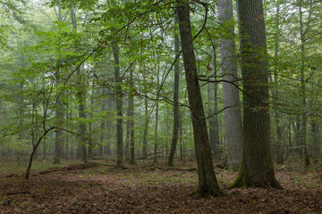 Monumental oak trees of Bialowieza Forest