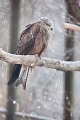 eagle on a branch