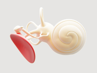 Inner ear structure