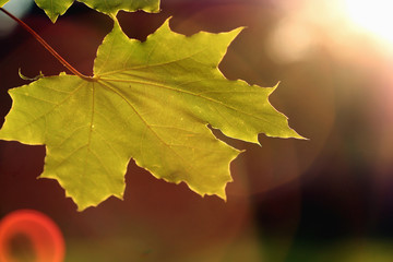 macro leaves of the trees against the sky