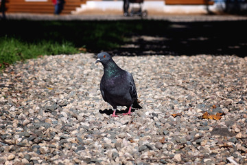 pigeons in the square