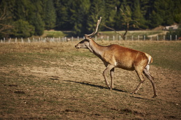 Red deer hart ( Cervus Elaphus) in a grassland.