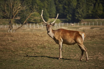 Naklejka na ściany i meble Attentive adult wild European red deer stag ( Cervus Elaphus) in a meadow.