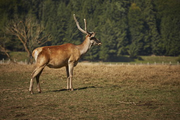 Naklejka na ściany i meble Alert wild European red deer hart ( Cervus Elaphus).