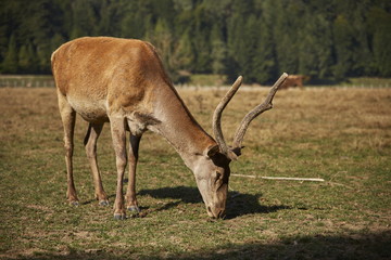 Naklejka na ściany i meble Adult European red deer hart ( Cervus Elaphus) grazing in a meadow.