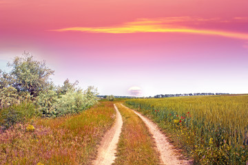 Naklejka premium Colorful sunset over wheat field.